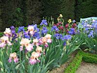 Iris (23) (Photo F. Mrugala)